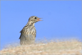 <p>LINDUŠKA LUČNÍ (Anthus pratensis) /Meadow pipit - Wiesenpieper/</p>